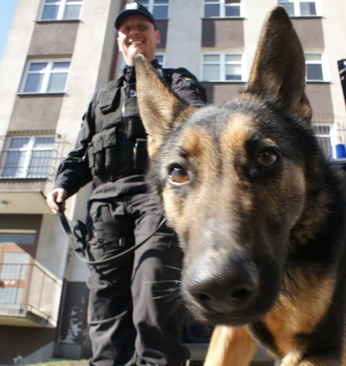 Irda i Grom, to najlepsze policyjne psie nosy w województwie