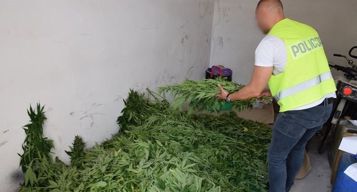 Zauważyli gumowy wąż... Narkotykowa plantacja w leśnym zagajniku pod Pasłękiem