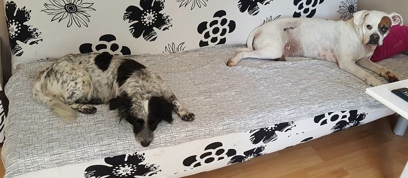 Wycieńczony pies błąkał się przy cmentarzu Dębica. Udało się go schwytać [wracamy do tematu]