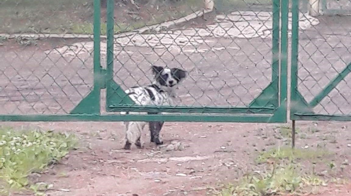 Błąka się koło cmentarza: wycieńczony, boi się ludzi... Czy uda się go uratować?