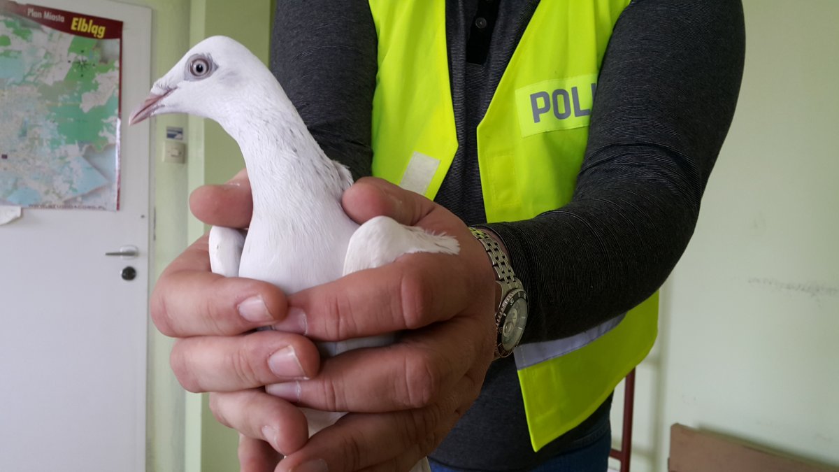 Ukradł dwadzieścia gołębi i sprzedał na rynku