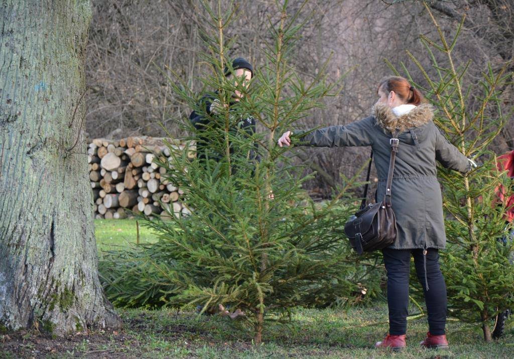 Ekologiczne, pachnące i tanie. Leśnicy zapraszają po choinki