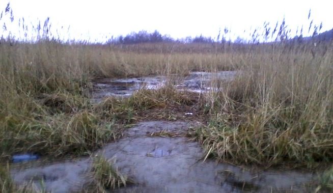 Chcieli wydobywać bursztyn w trzcinowisku nad Zalewem Wiślanym