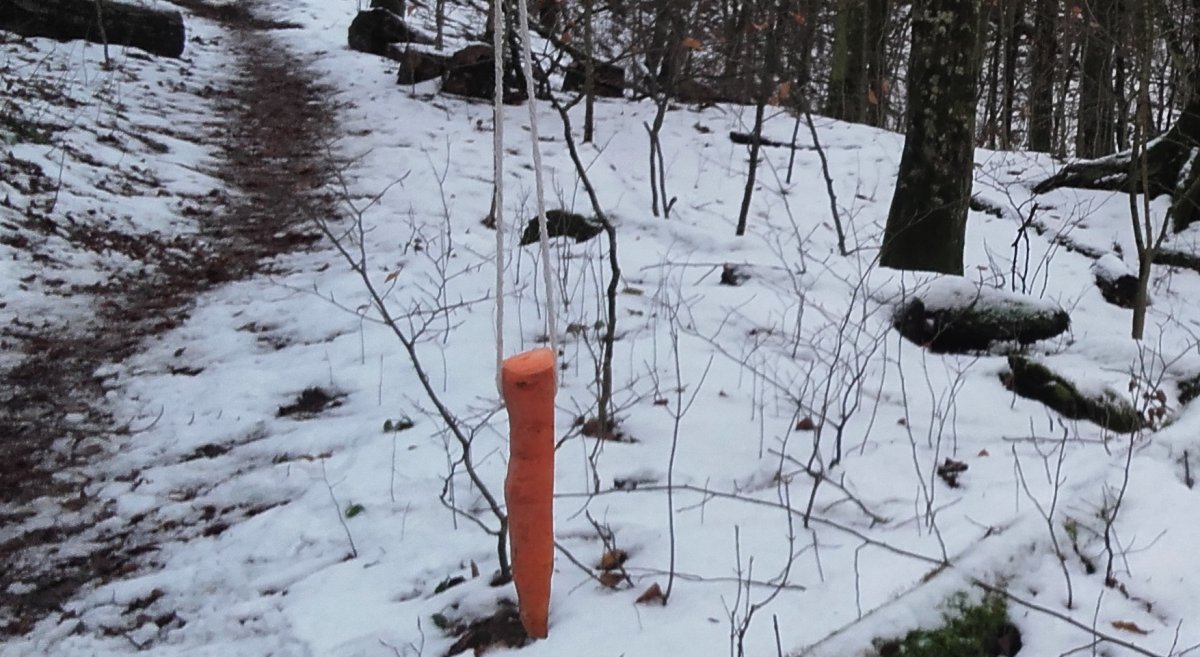 Marchewki i jabłka na drzewach w Bażantarni zamiast liści [zdjęcia]