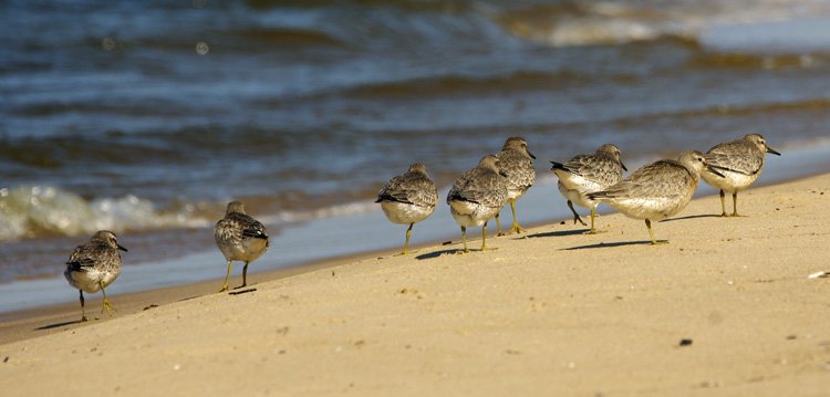 Człowieku, podziel się plażą!