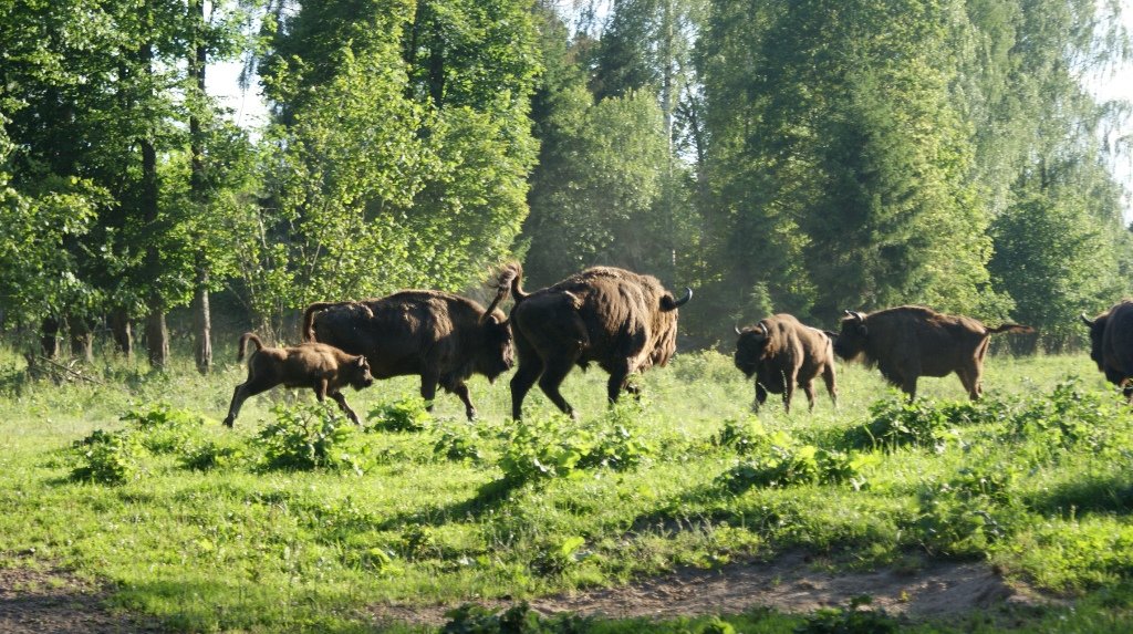 Żubry połączą Polaków i Rosjan? Jest projekt wspólnej hodowli