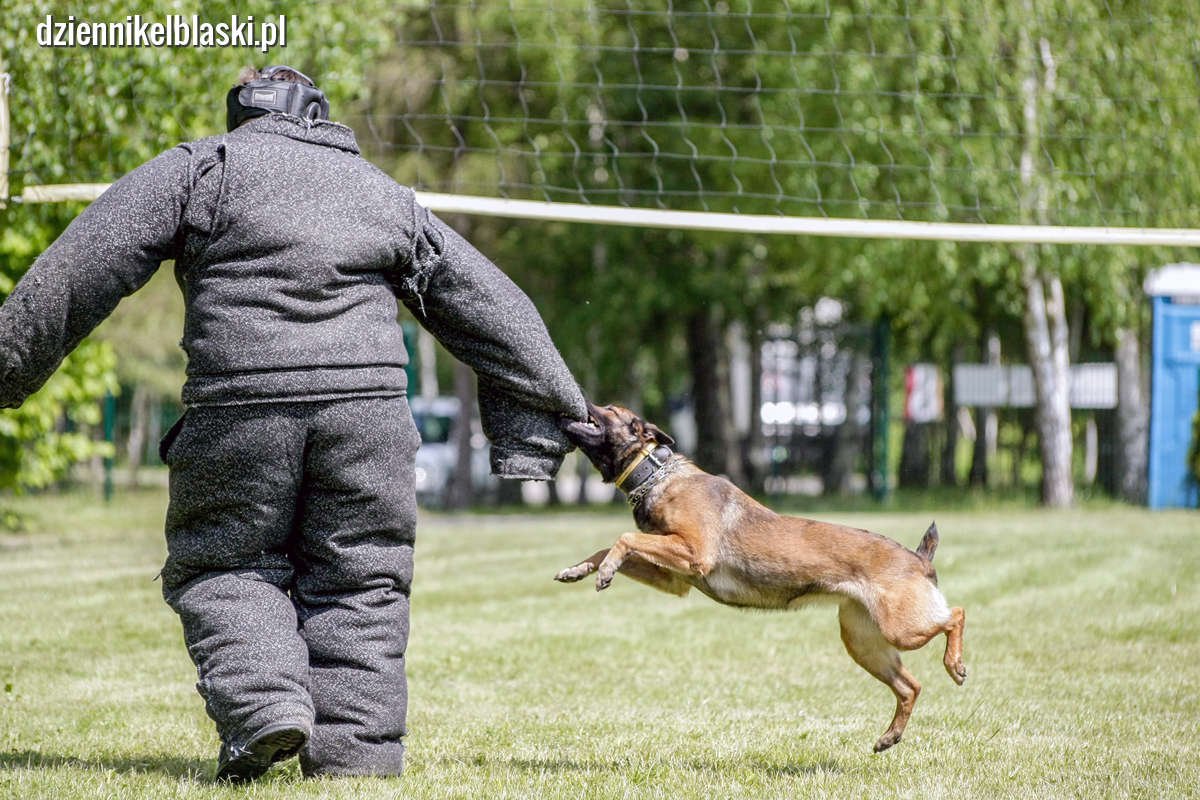 Policyjne psy na sprawdzianie. Obejrzyj zdjęcia
