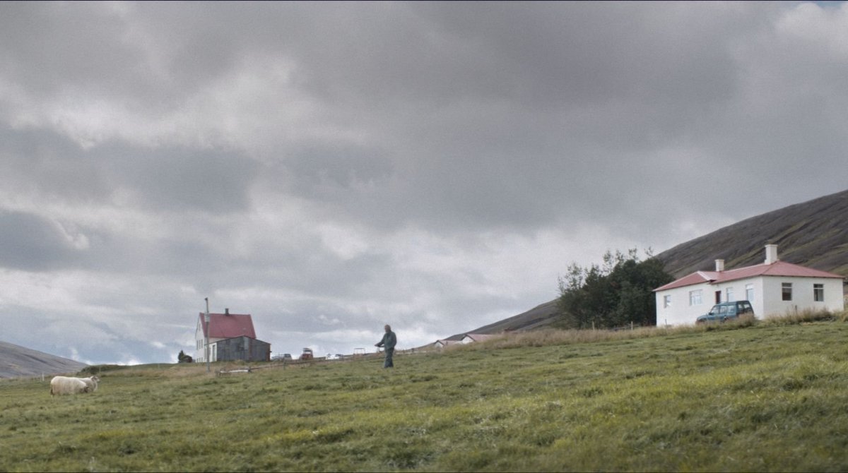 Barany. Islandzka opowieść w Dyskusyjnym Klubie Filmowym