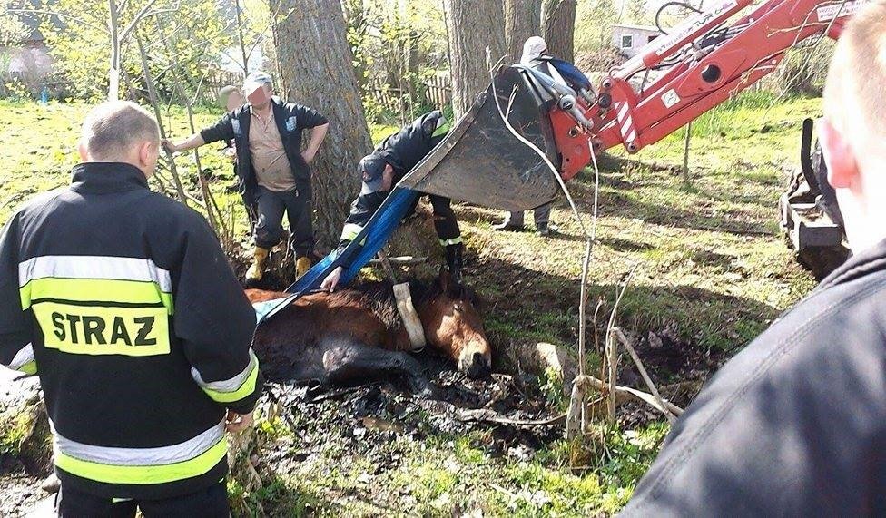 Bzura wpadła w błotnistą pułapkę. Na ratunek pospieszyli strażacy