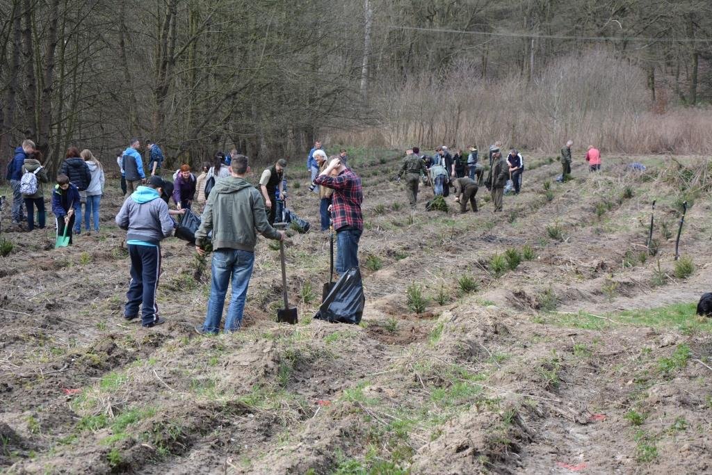 Wspólnie sadzili las... Czekało na nich 750 drzewek