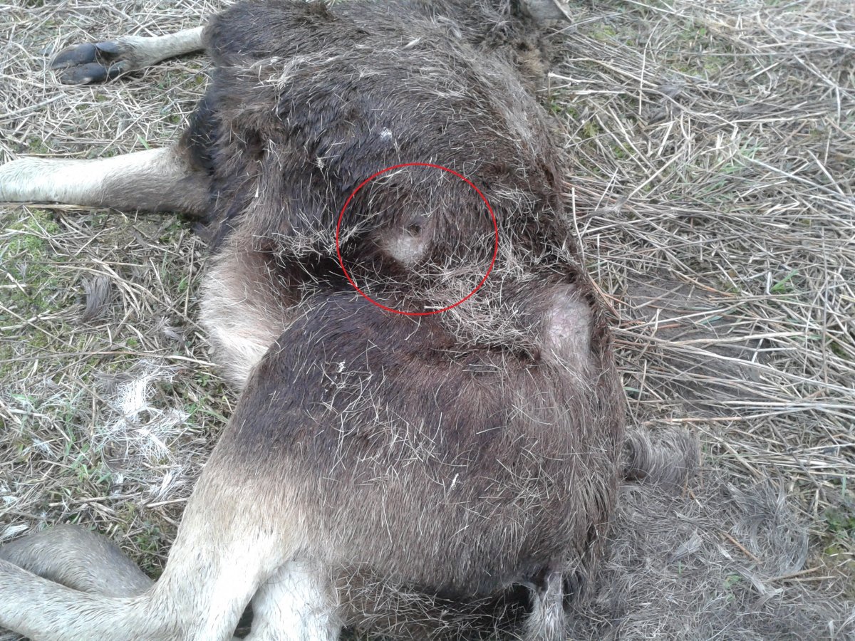 Kto zastrzelił łosia? Policjanci szukają sprawcy 