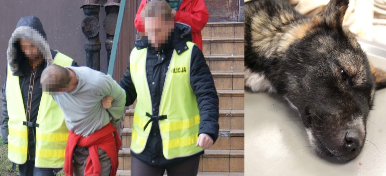 Bił psa łopatą, żeby zabić. Poprosił go o to właściciel. Akt oskarżenia w sądzie