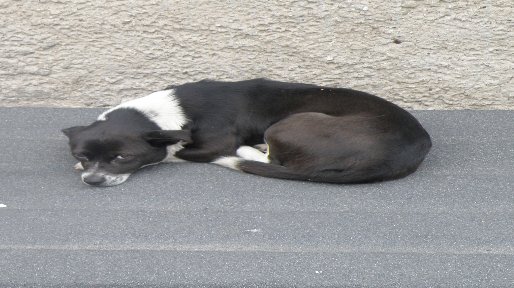 Kto przygarnie znalezionego w Pogórzu pieska?
