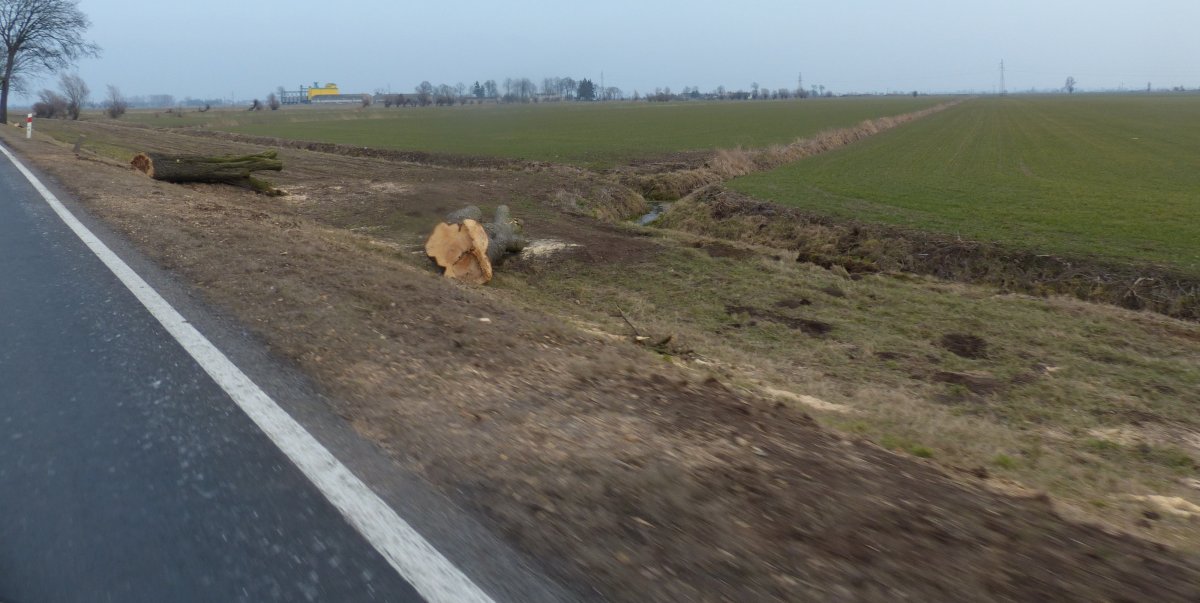 Wycinają drzewa na trasie Elbląg-Fiszewo. W planach rozbudowa tej drogi