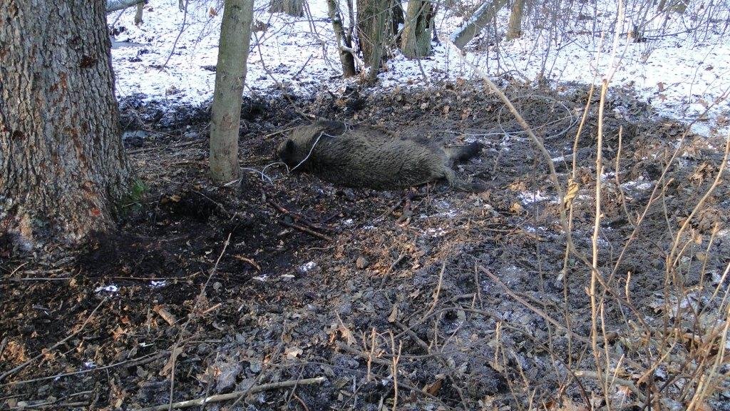 64-letni kłusownik złapany przy ćwiartowaniu dzika. Pijany groził siekierą myśliwym