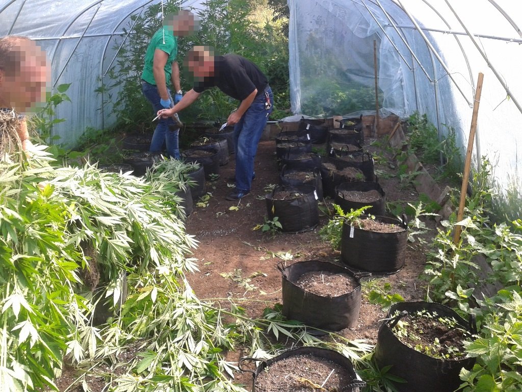 Zlikwidowali plantację marihuany wartą milion złotych