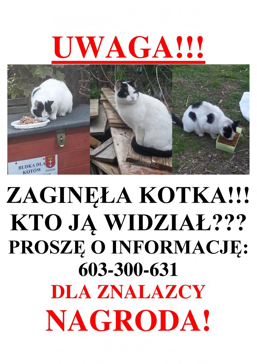 Zaginęła kotka. Na znalazcę czeka nagroda