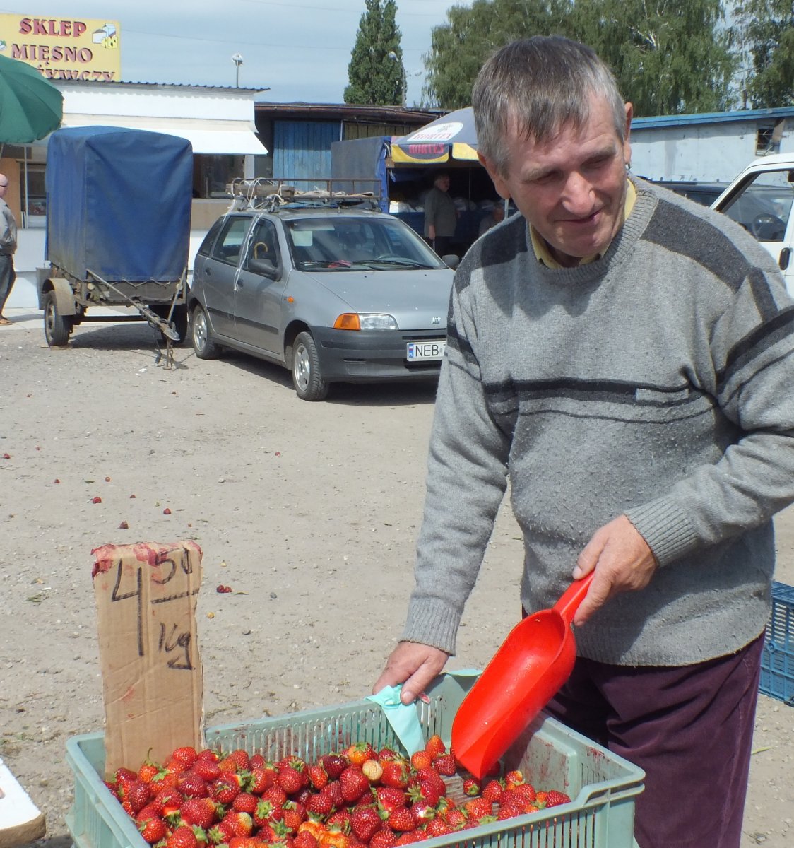   Nie ma chętnych do pracy przy zrywaniu truskawek