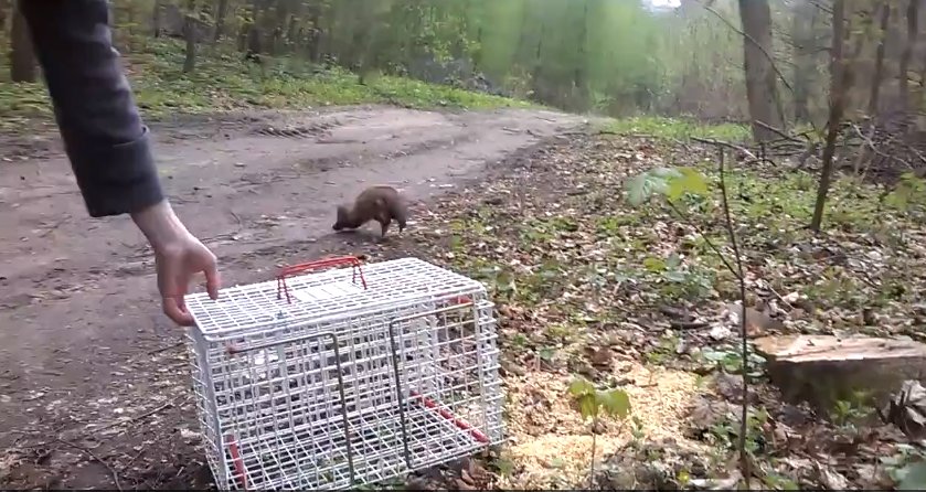 Kuna przy hotelu. Nietypowa interwencja animalsów