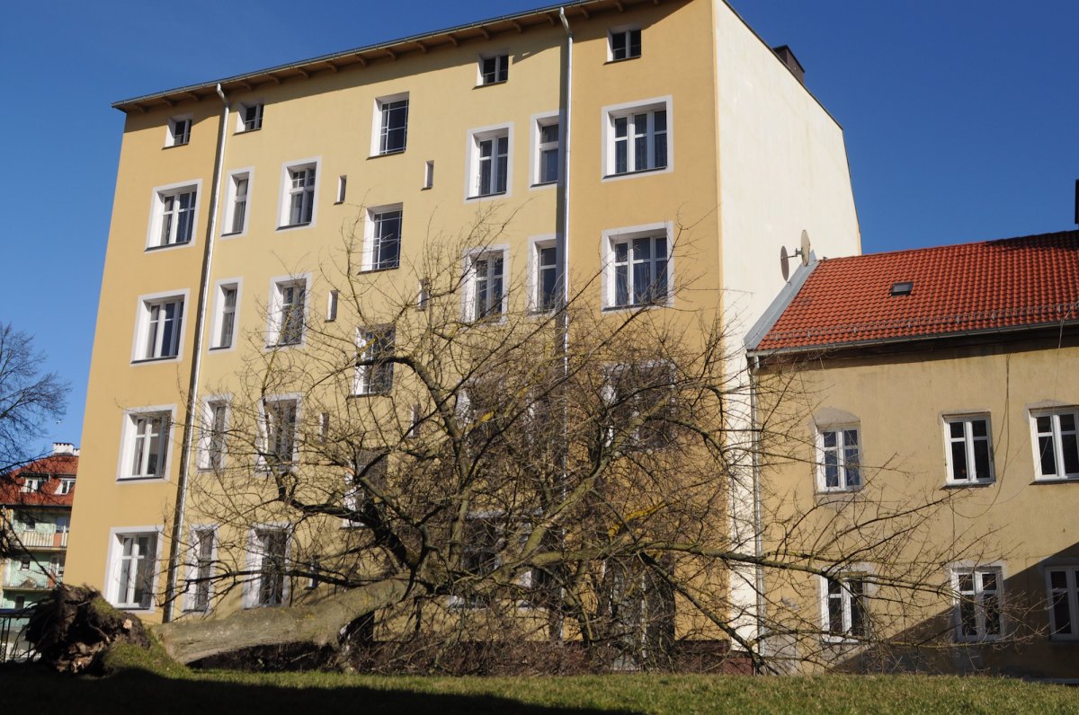 Wiatr przewrócił drzewo na Traugutta. W poniedziałek znowu mocniej zawieje