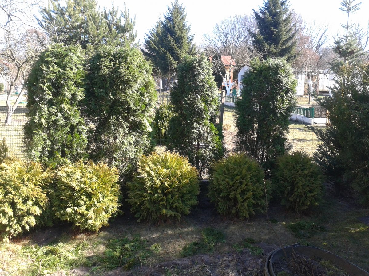 Wykopał tuje z ogródków przy Moniuszki. Zapłaci 800 zł grzywny
