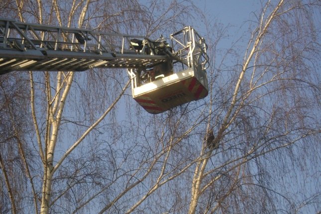 Kot na czubku drzewa spędził kilka godzin. Pomogli mu strażacy