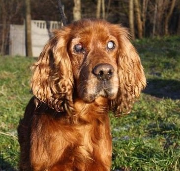 Niewidomy cocker spaniel czeka na przyjaciela