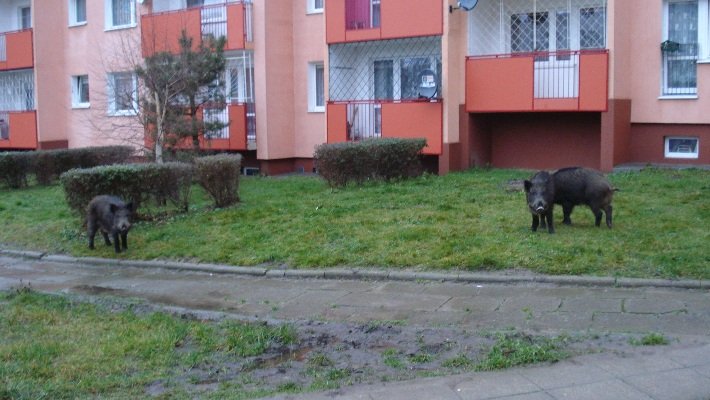 Dziki na osiedlu Nad Jarem