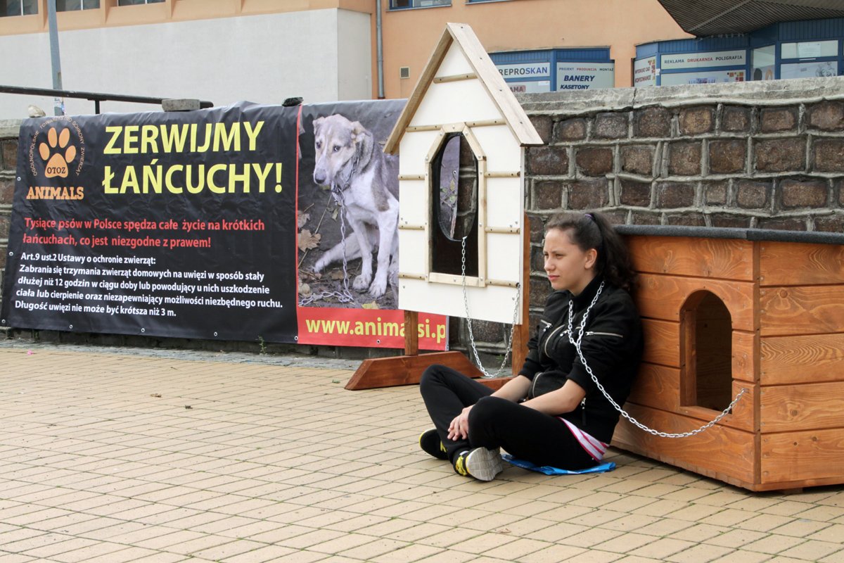 Sprawdzili, jak czuje się pies na uwięzi