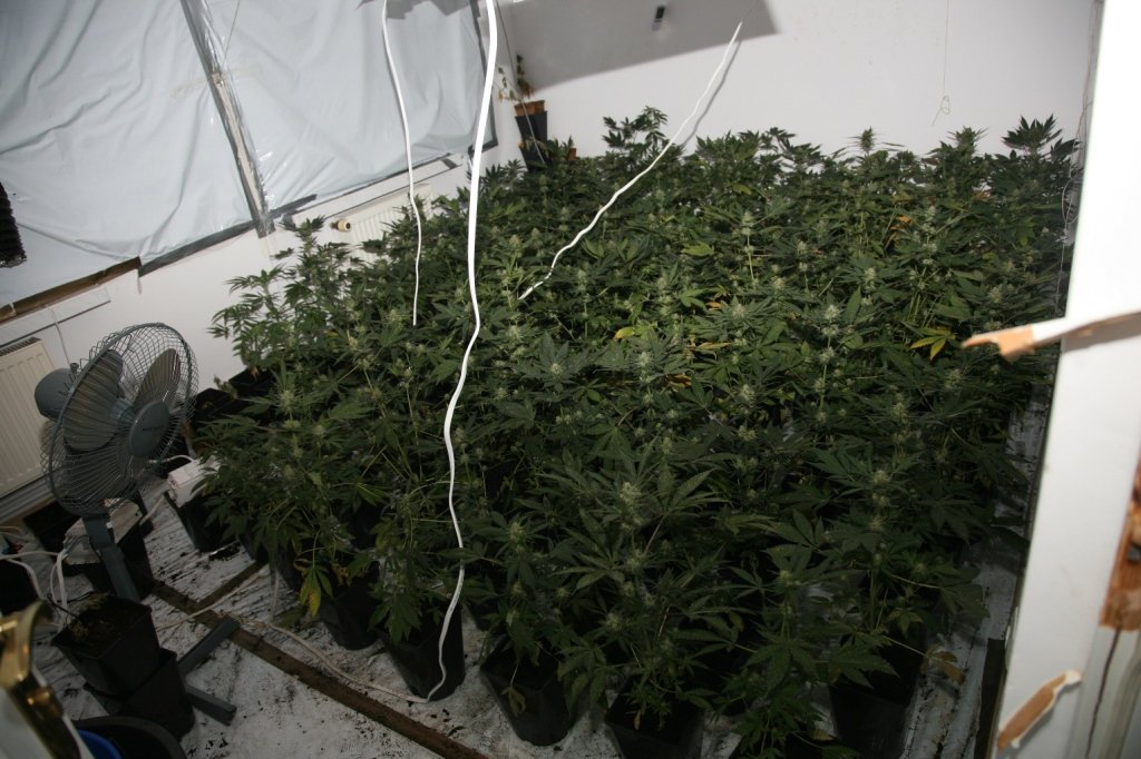 CBŚ zlikwidowało plantacje marihuany w Elblągu i Pasłęku