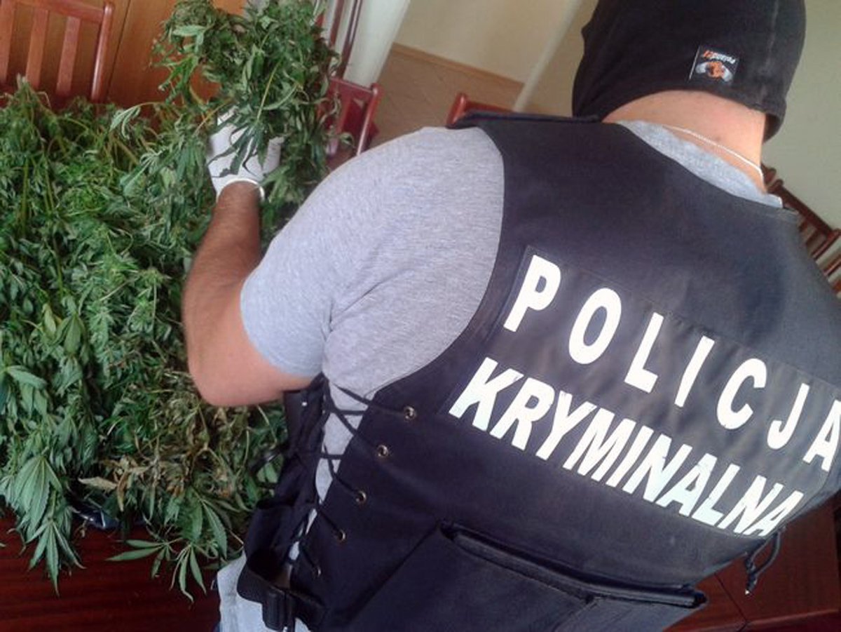 Policjanci zlikwidowali domową plantację marihuany