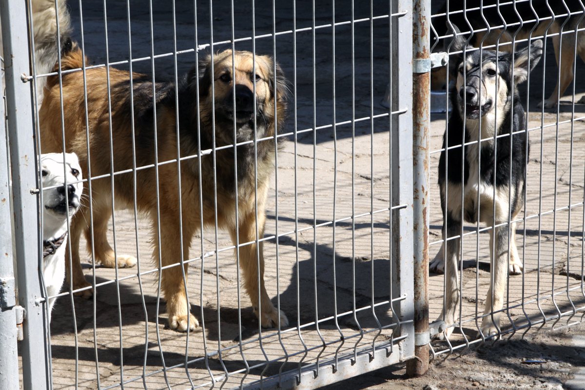 Powstaje plan, aby szczekanie ze schroniska nie przeszkadzało  