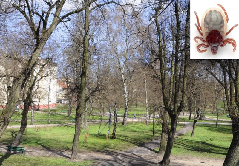 W lasach, parkach i na łąkach.  Kleszcze wyruszyły już na żer 