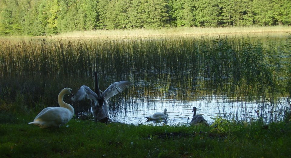 Piesza wycieczka do Milejewa