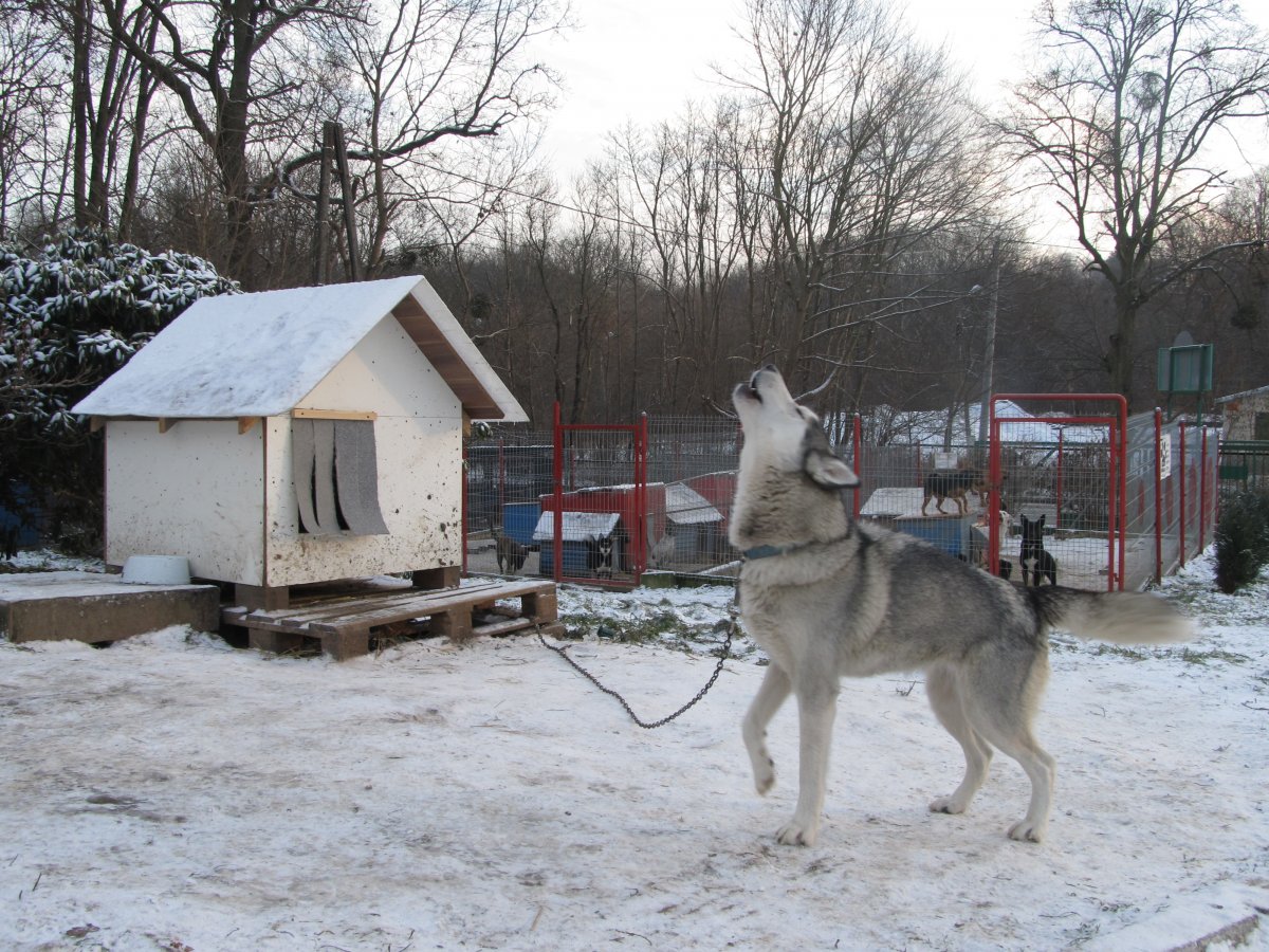  Parada Psów Adoptowanych. Bo warto przygarnąć czworonoga