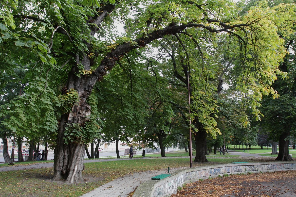 Stulatek kasztan zniknie z parku Planty