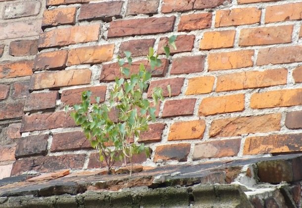 Napisali do nas: Na ścianach Galerii El zaczynają wyrastać drzewa