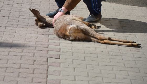 Mieszkaniec Elbląga przywiózł do komisariatu martwą sarnę