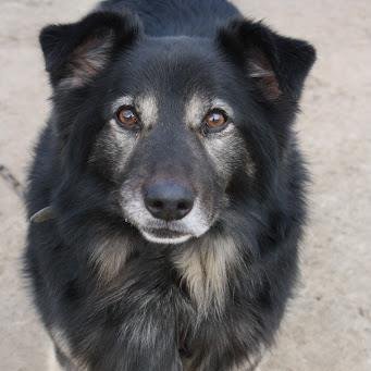 Adoptowany jako szczenię, na starość wrócił do schroniska