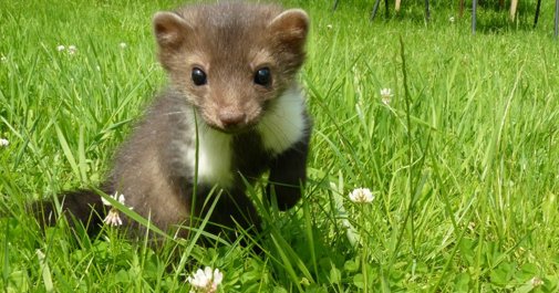 Animalsi szukają domu małej kunie