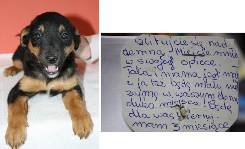 Znaleziony przed sklepem z listem uwiązanym do szyi