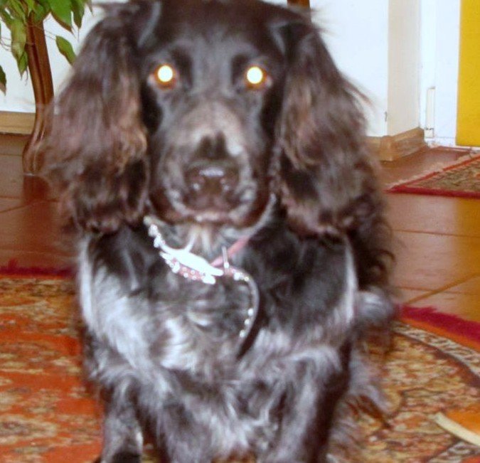 Cudem uratowana czteroletnia spanielka szuka domu