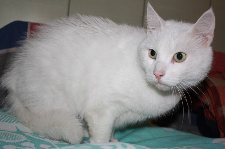 Adoptowany, zaniedbywany i ponownie porzucony