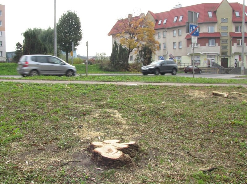 Mieszkanka Robotniczej: dlaczego wycięto zdrowe akacje sprzed mojego bloku?