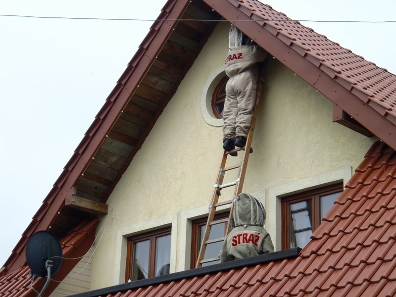 Halo, straż? Mam w domu gniazdo os