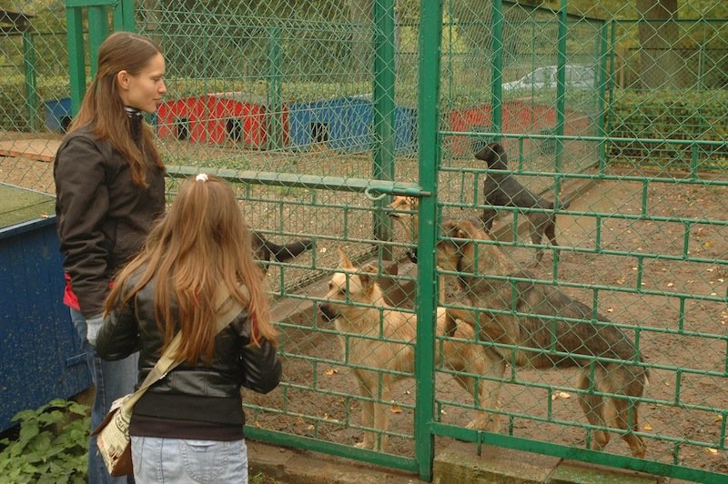 Zostań wolontariuszem w schronisku dla zwierząt