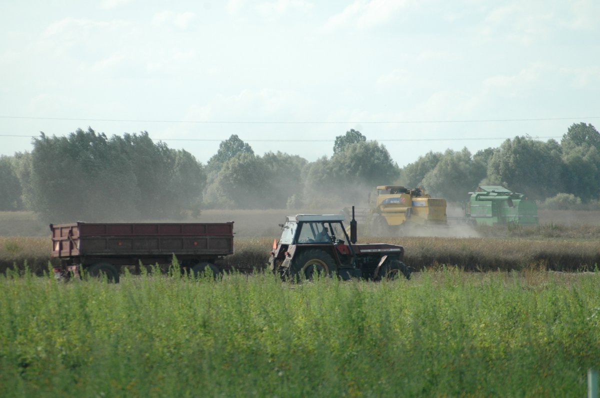 Zbiory rzepaku będą dużo niższe  