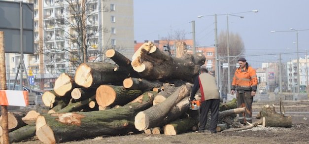 Wycięli drzewa pod budowę galerii. 