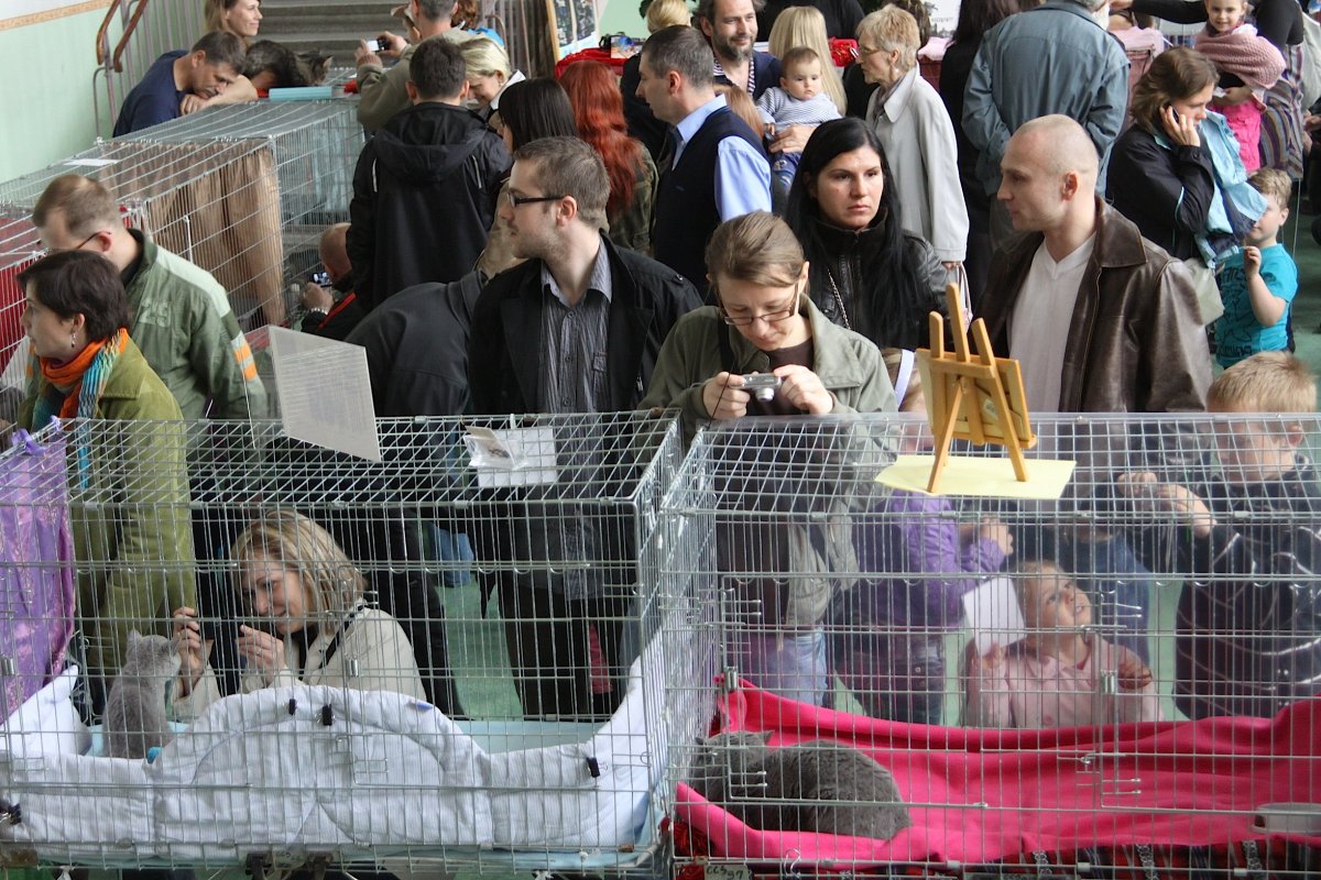 Serduszko, czyli dachowiec. Drugiego takiego kota nie ma na świecie