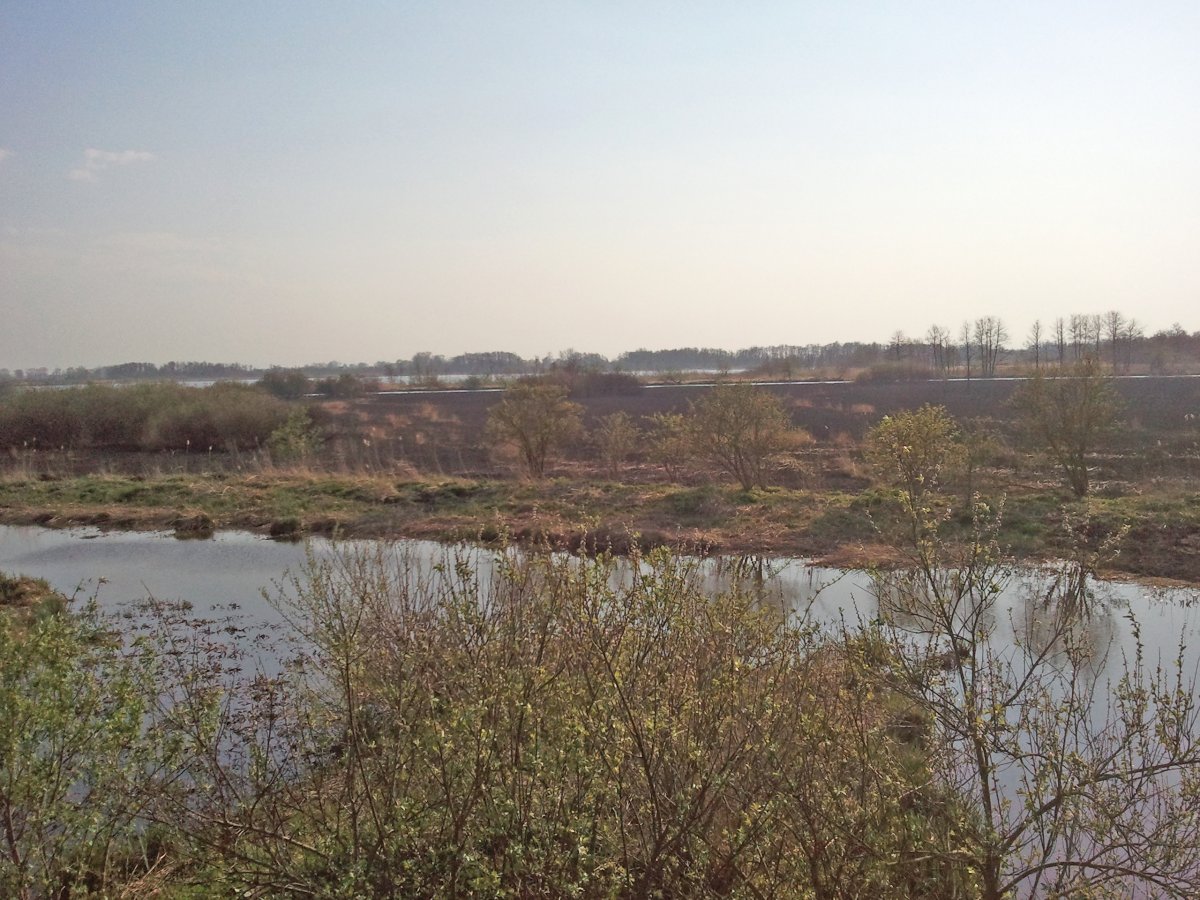 Pożar trzcinowiska  w okolicach Jeziora Druzno